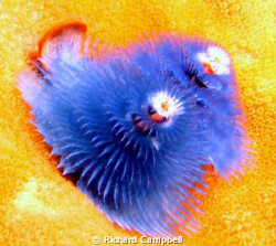 blue is cool--Sealife DC-1000 by Richard Campbell 